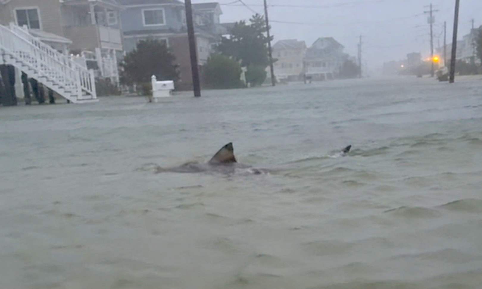 Watch: Shark Cruises New Jersey Streets During Nor’easter - Adventure ...